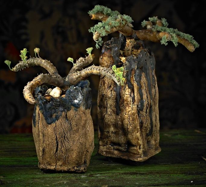 Mark Follon - Sarcocaulon herrei - Vase - aranjamente - accesorii