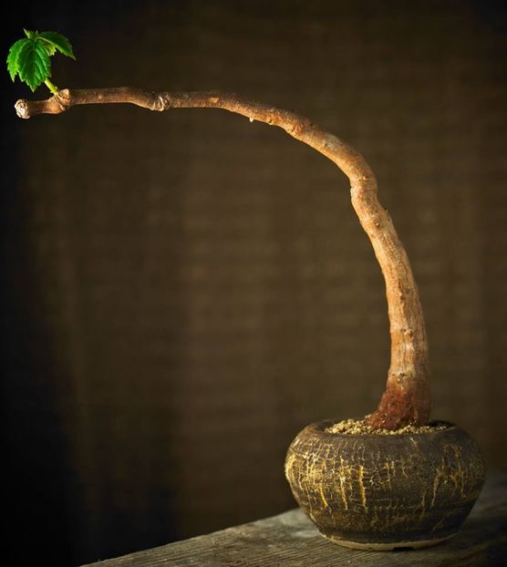 Mark Follon - Cyphostemma cirrhosum - Vase - aranjamente - accesorii