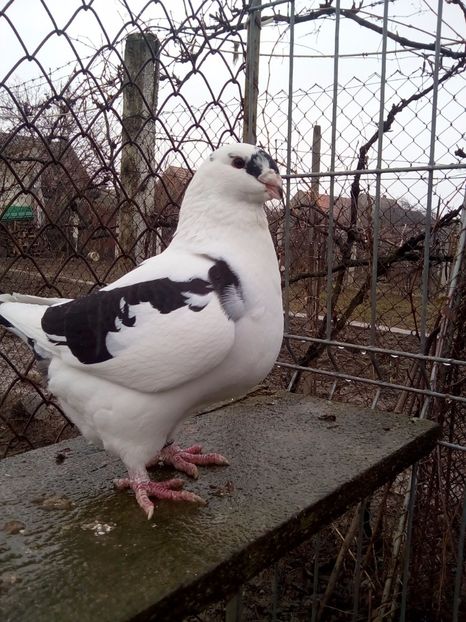 F 2016 - F matca 2018