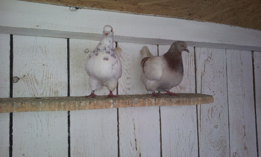 M -27/2017 si  F - 28/2017 nu sunt frati . - 02 TEXANI