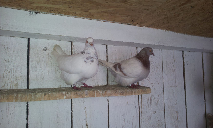 Perechea 5 . - 02 TEXANI