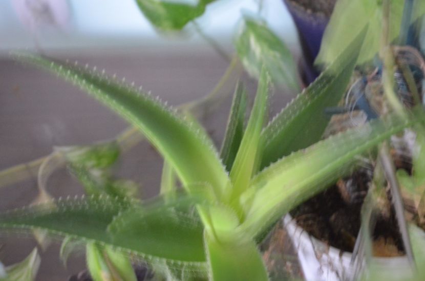  - suculente si cactusi