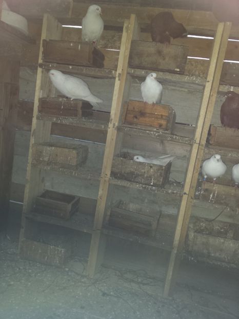  - ZBURATORI-DE-TÂRGOVIȘTE