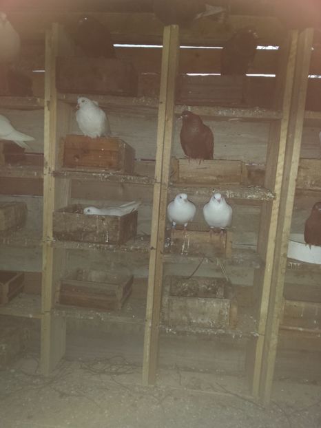  - ZBURATORI-DE-TÂRGOVIȘTE