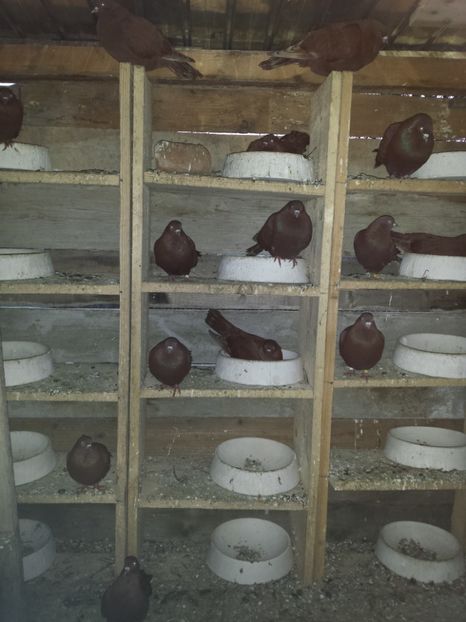  - ZBURATORI-DE-TÂRGOVIȘTE