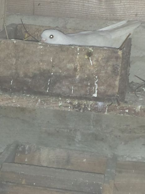  - PORUMBIȚE-ROSII DE TÂRGOVIȘTE PENTRU MATCĂ