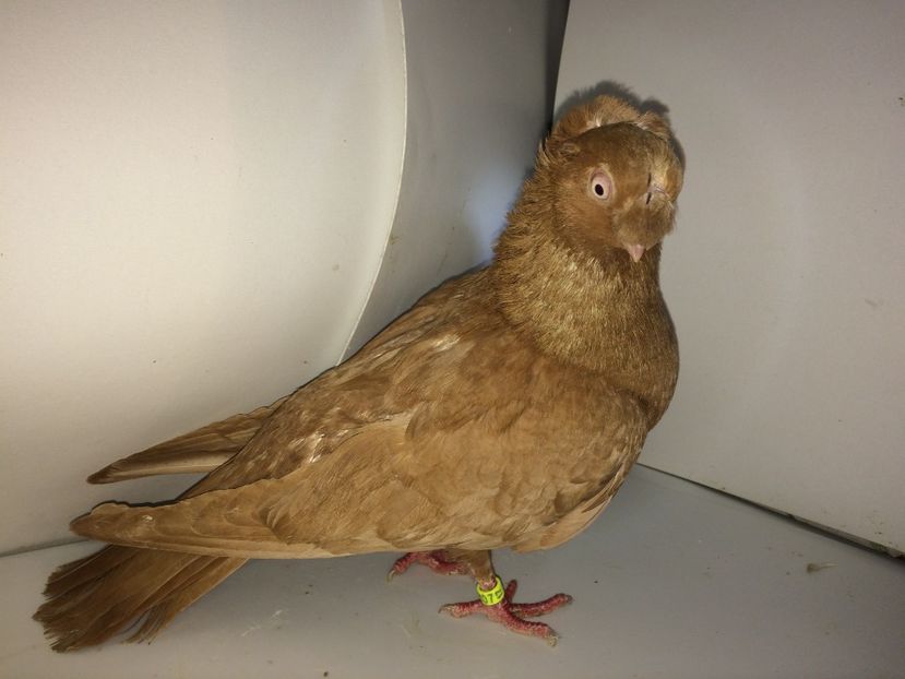 9037  femelă  2017 - Plecați ALBUM 1