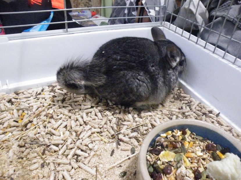 CHINCHILLA tanara mamica - ZOO PARK