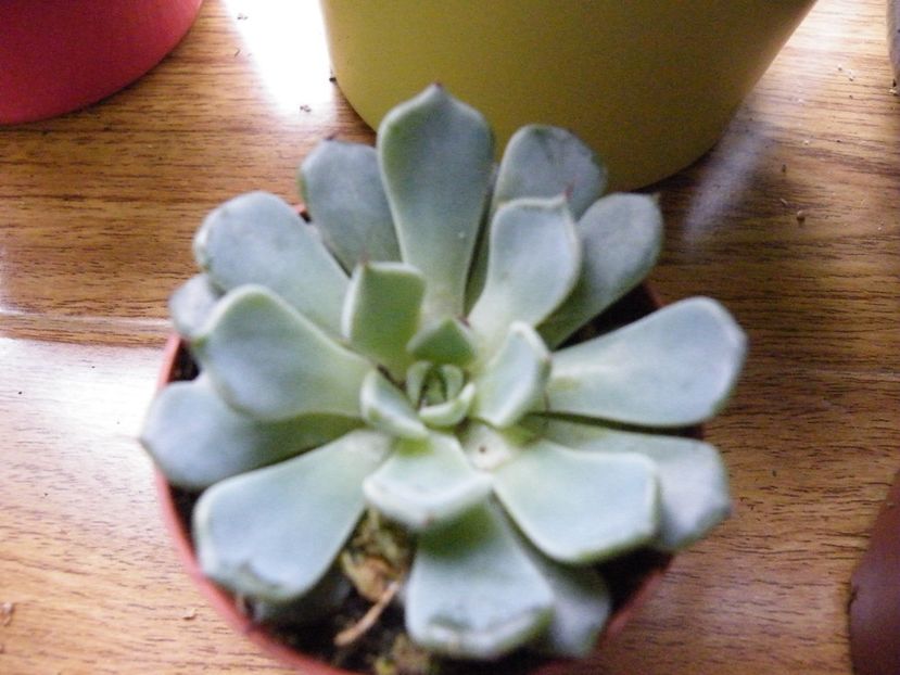 echeveria texensis - Colectie suculente