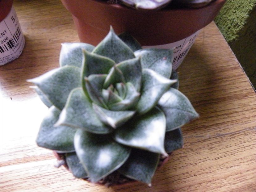 echeveria purpusorum - Colectie suculente