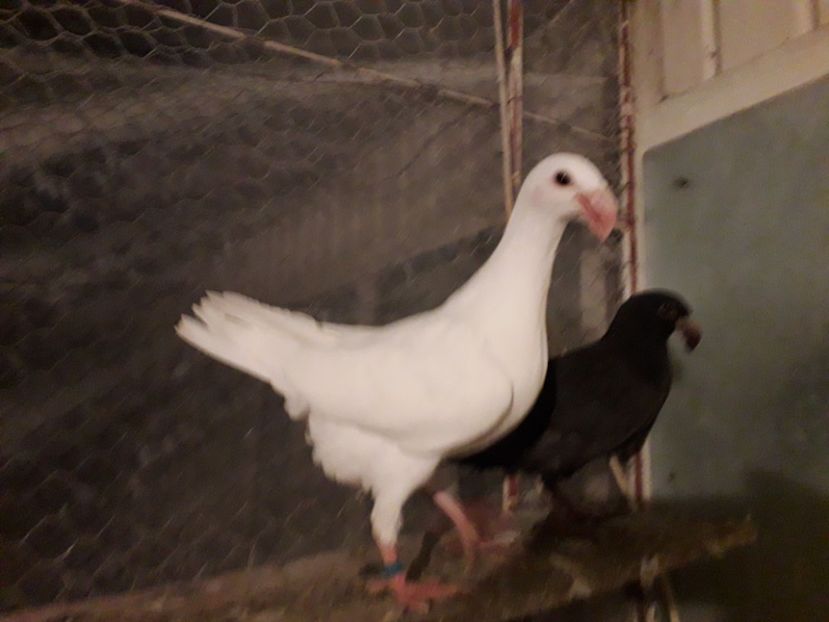  - Pui voiajori germani 2018