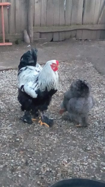  - BRAHMA HERMINAT ÎNCHIS PENTRU 2018
