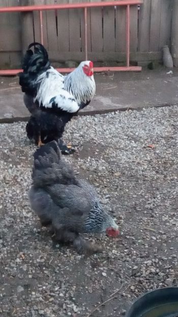  - BRAHMA HERMINAT ÎNCHIS PENTRU 2018