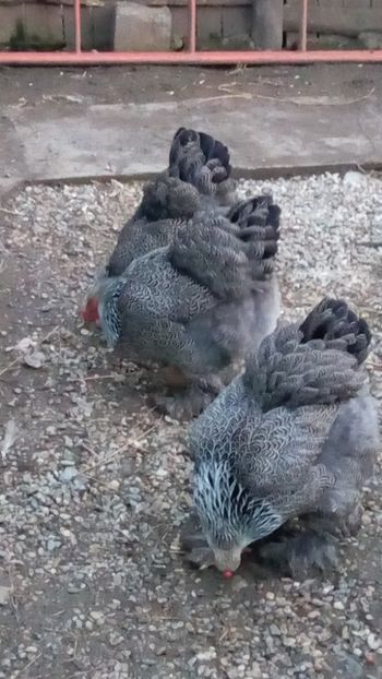  - BRAHMA HERMINAT ÎNCHIS PENTRU 2018