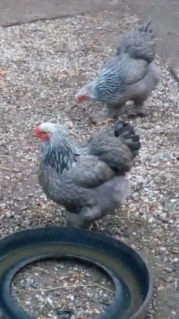  - BRAHMA HERMINAT ÎNCHIS PENTRU 2018