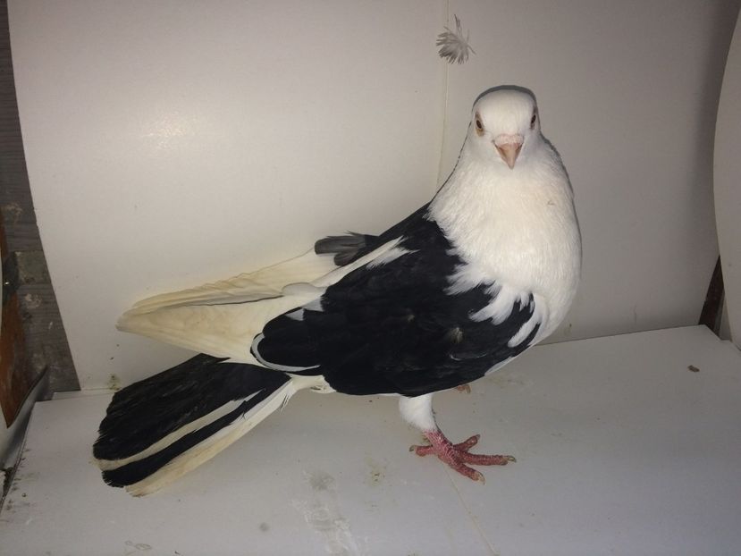 mascul  2017 - Plecați ALBUM 1