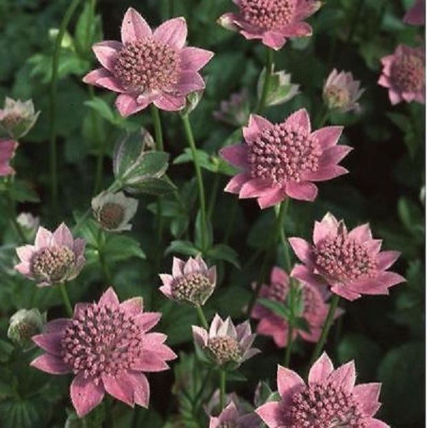 Astrantia major - ACASA-Seminte 2018