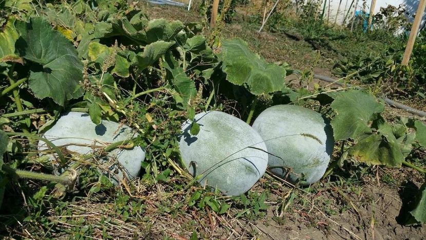 Benincasa Hispida dovleac cerat de placinta - ACASA-Seminte 2018