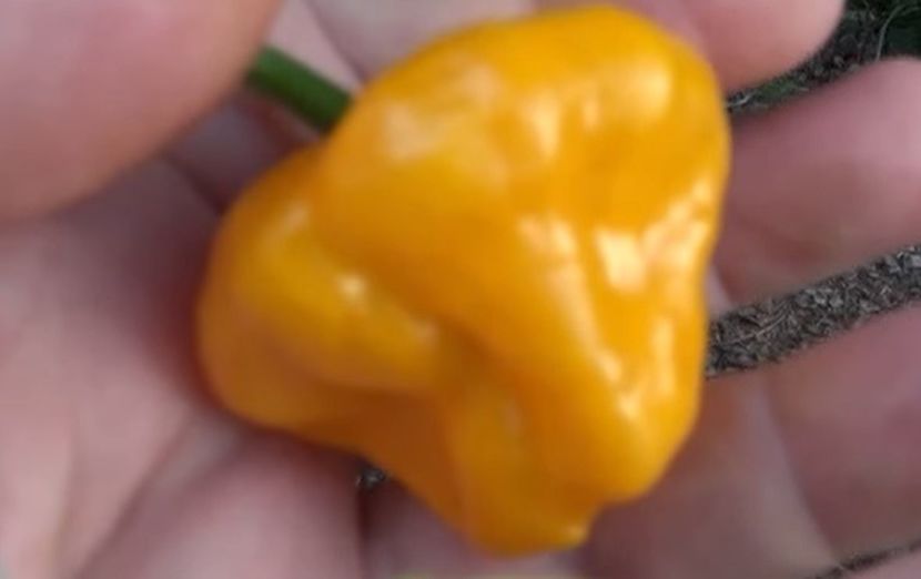 Capsicum chinense ardeiul cel mai iute - ACASA-Seminte 2018