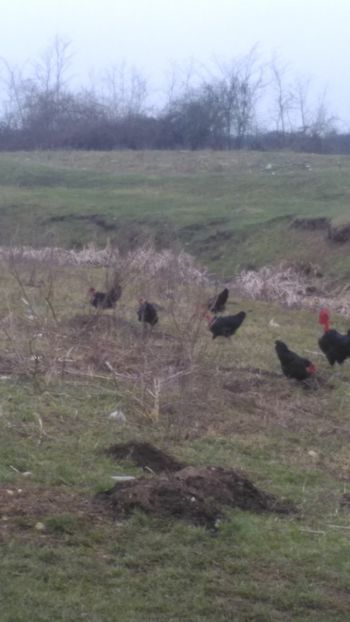  - Gat golas de Transilvania matca2018