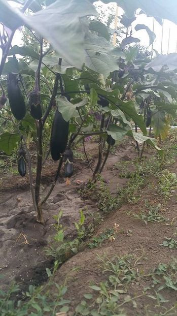 Vinete negre lungi - ACASA-Seminte 2018