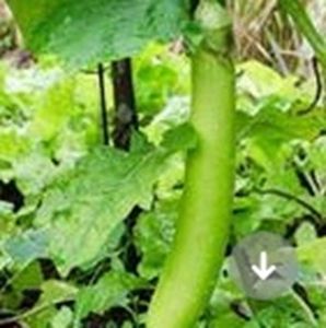 Vinete lungi verzi - ACASA-Seminte 2018