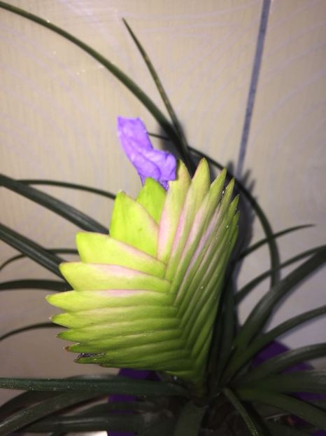 LIZD5697 - FLORILE MELE 2018