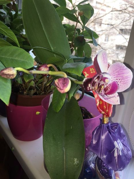 RKNL4842 - FLORILE MELE 2018