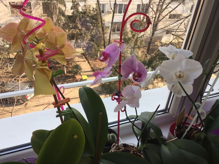 SPLG7202 - FLORILE MELE 2018