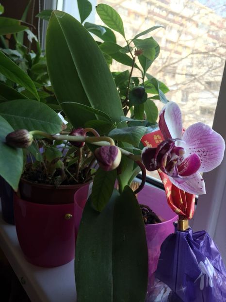 TVIA8840 - FLORILE MELE 2018