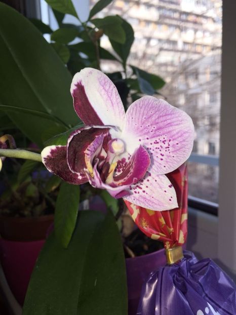 OXJU2417 - FLORILE MELE 2018