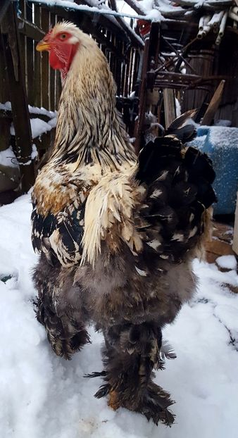  - Încrucișări rase de găini