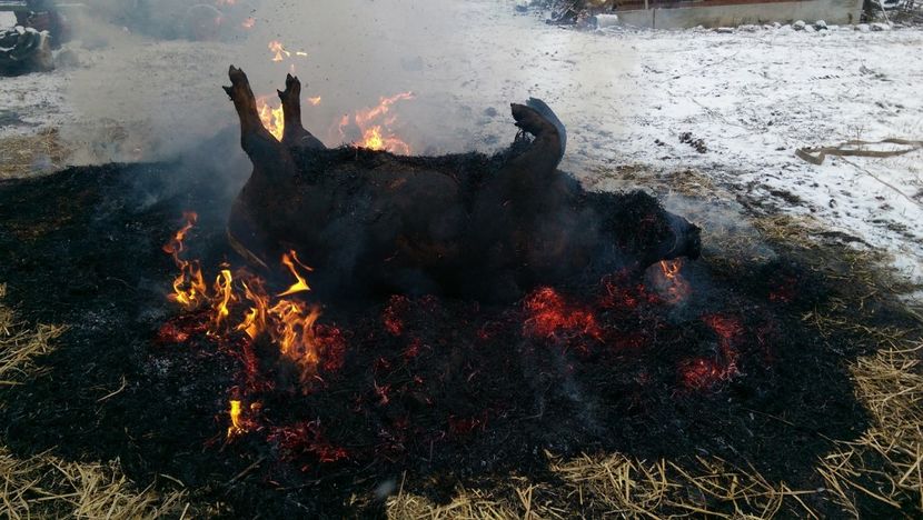  - Porcul traditional