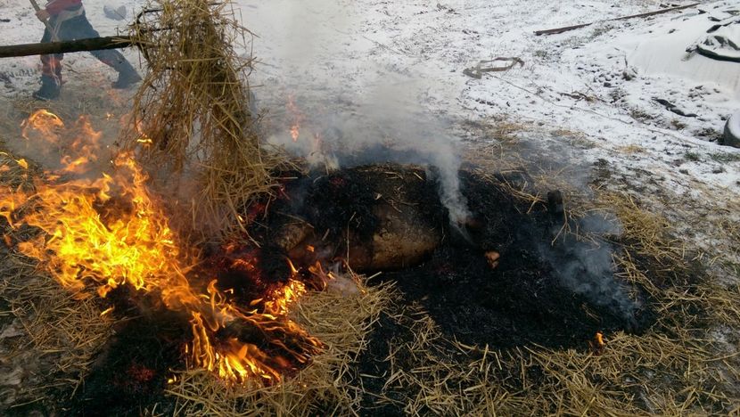  - Porcul traditional