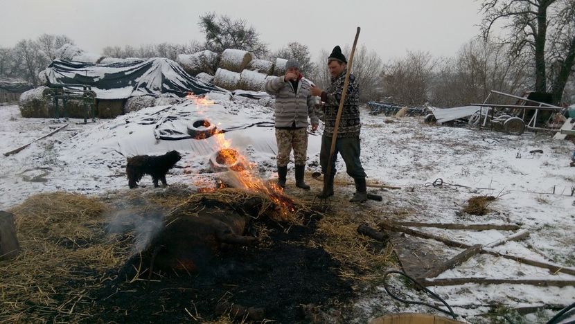  - Porcul traditional