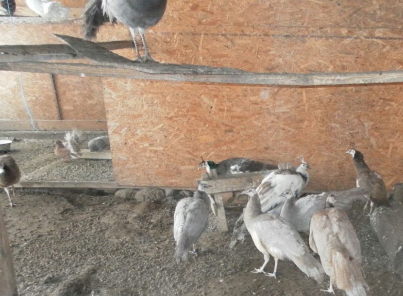 SAM_0042-1 - P---PAUNI 2016-2018