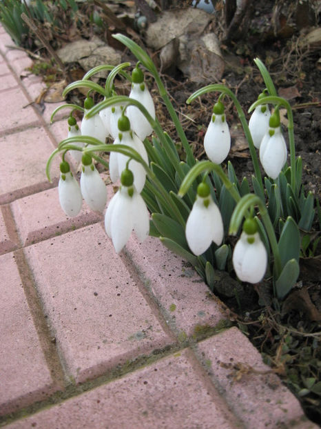  - Flori de gradina 2015-2018