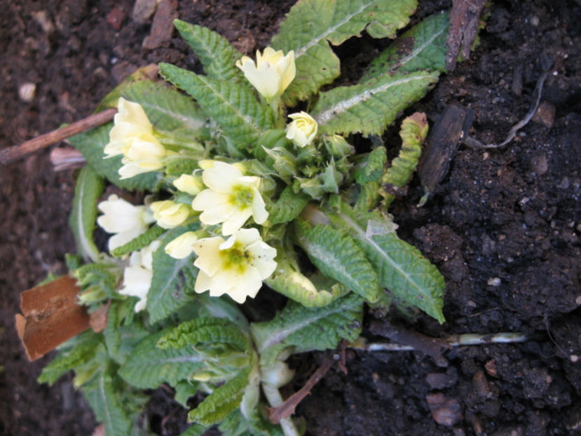  - Flori de gradina 2015-2018