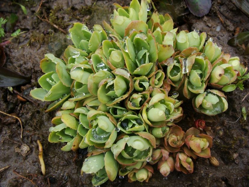 Sedum - Ianuarie 2018 - Februarie 2018