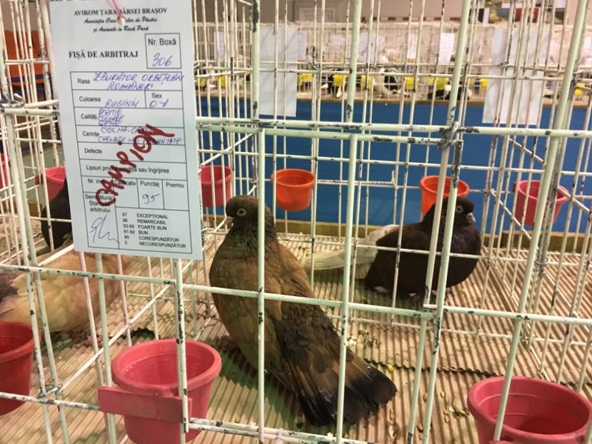 D4EAD2B3-7322-4E4F-88C0-66D48B953742 - 8 EXPOZITIA JUDETEANA Brasov 2018