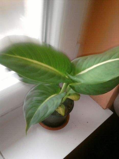 diefembachia - februarie 2o18