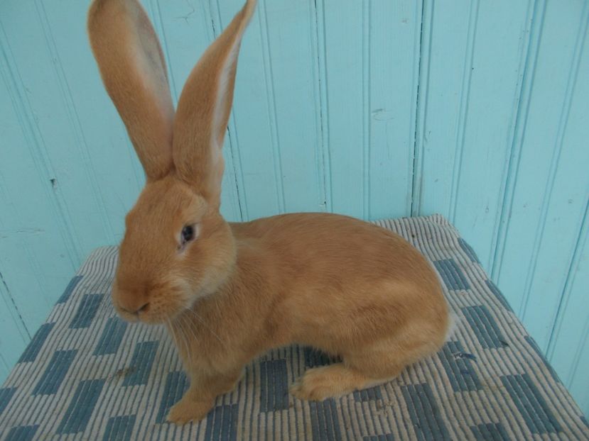 Femela - URIAS GERMAN GALBEN 2018