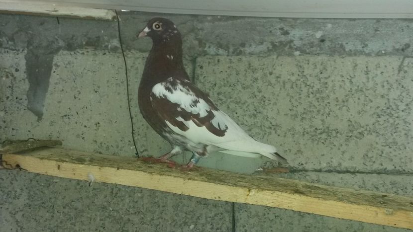  - VOIAJORI MEULEMANS