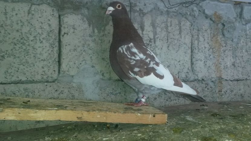  - VOIAJORI MEULEMANS