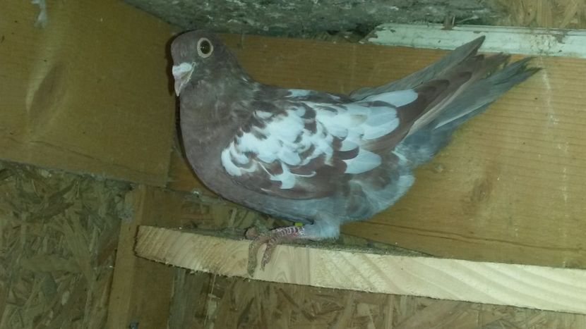  - VOIAJORI MEULEMANS