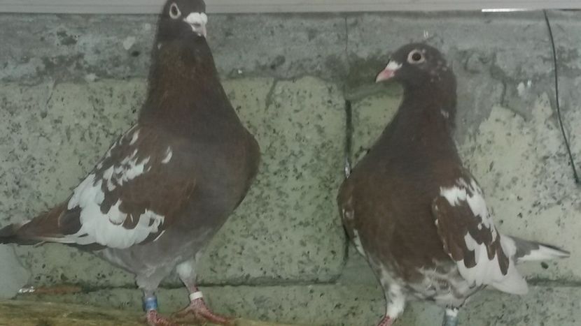  - VOIAJORI MEULEMANS