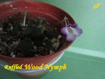 Ruffled Wood Nymph(8-02-2018)\ - Sinningii 2018