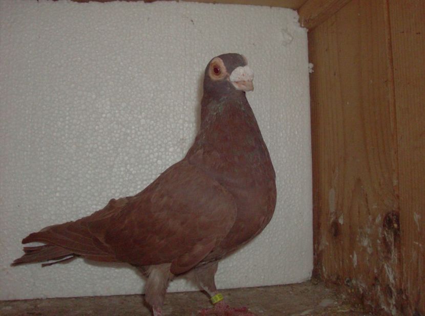 femela 2017 - Carunculati de oradea