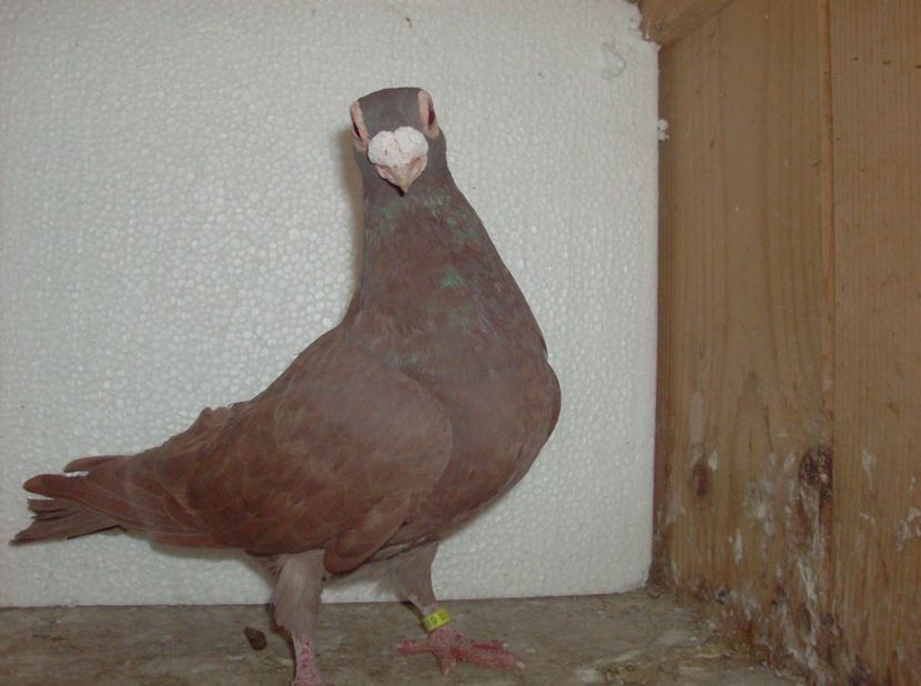  - Carunculati de oradea