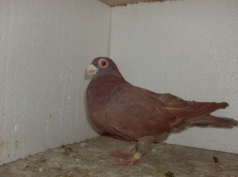  - Carunculati de oradea